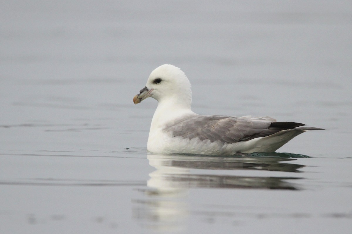 buřňák lední (ssp. glacialis/auduboni) - ML608779757