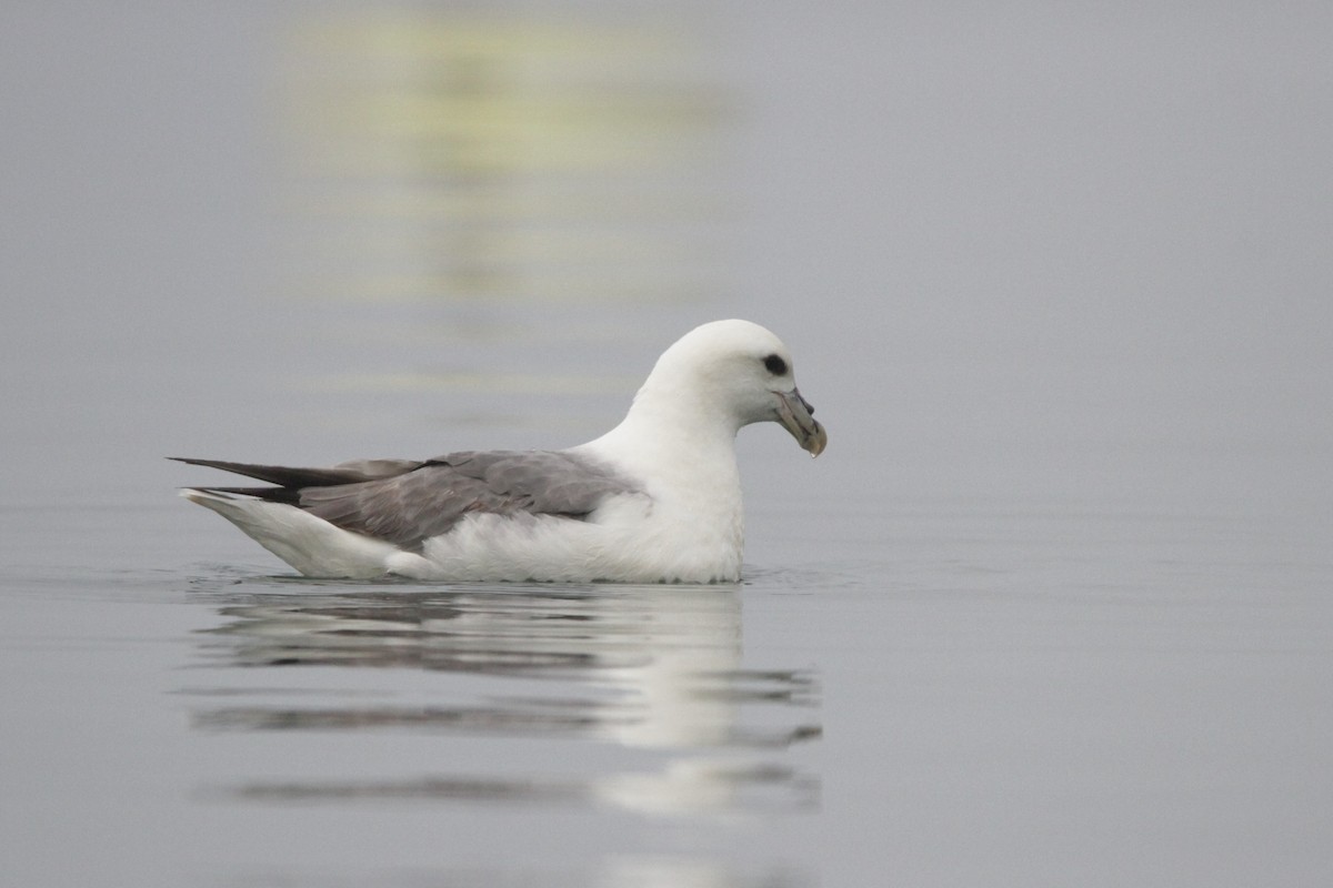 Fulmar boréal (glacialis/auduboni) - ML608779758