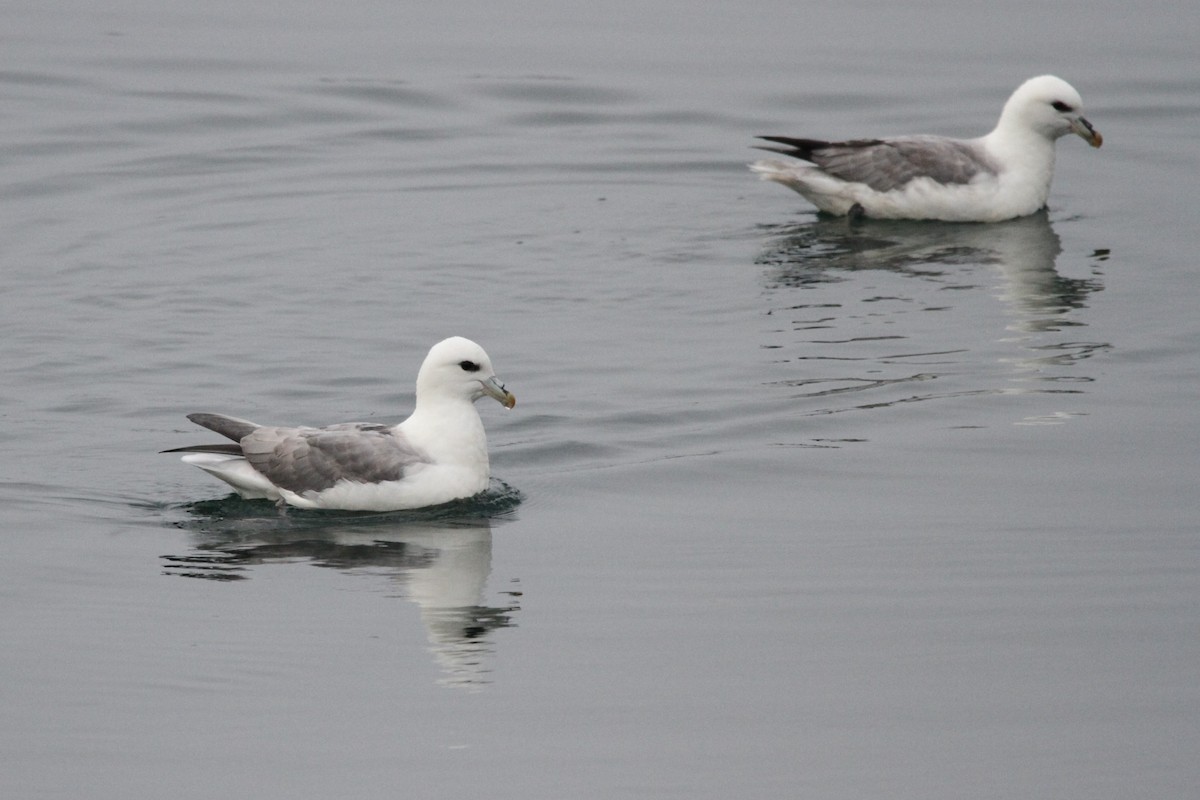 Northern Fulmar (Atlantic) - Andy Dettling