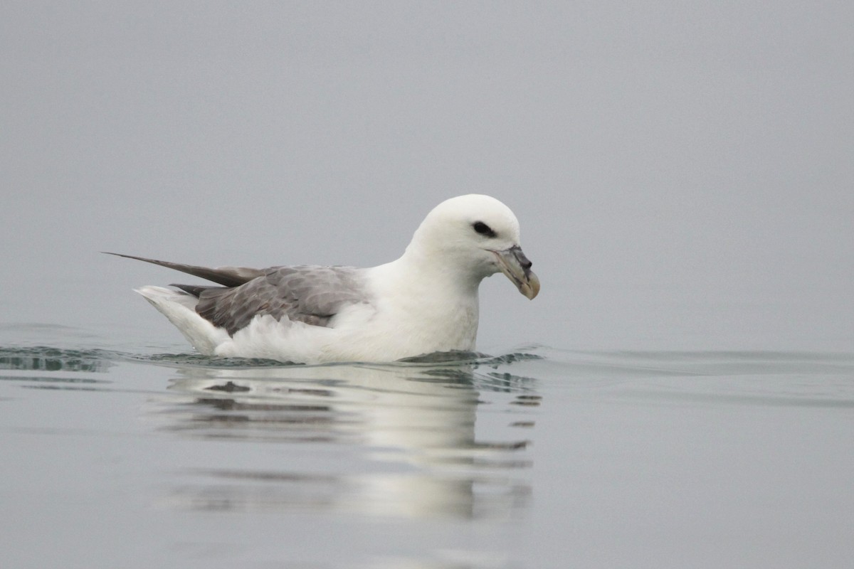 Буревісник кочівний (підвид glacialis/auduboni) - ML608779760