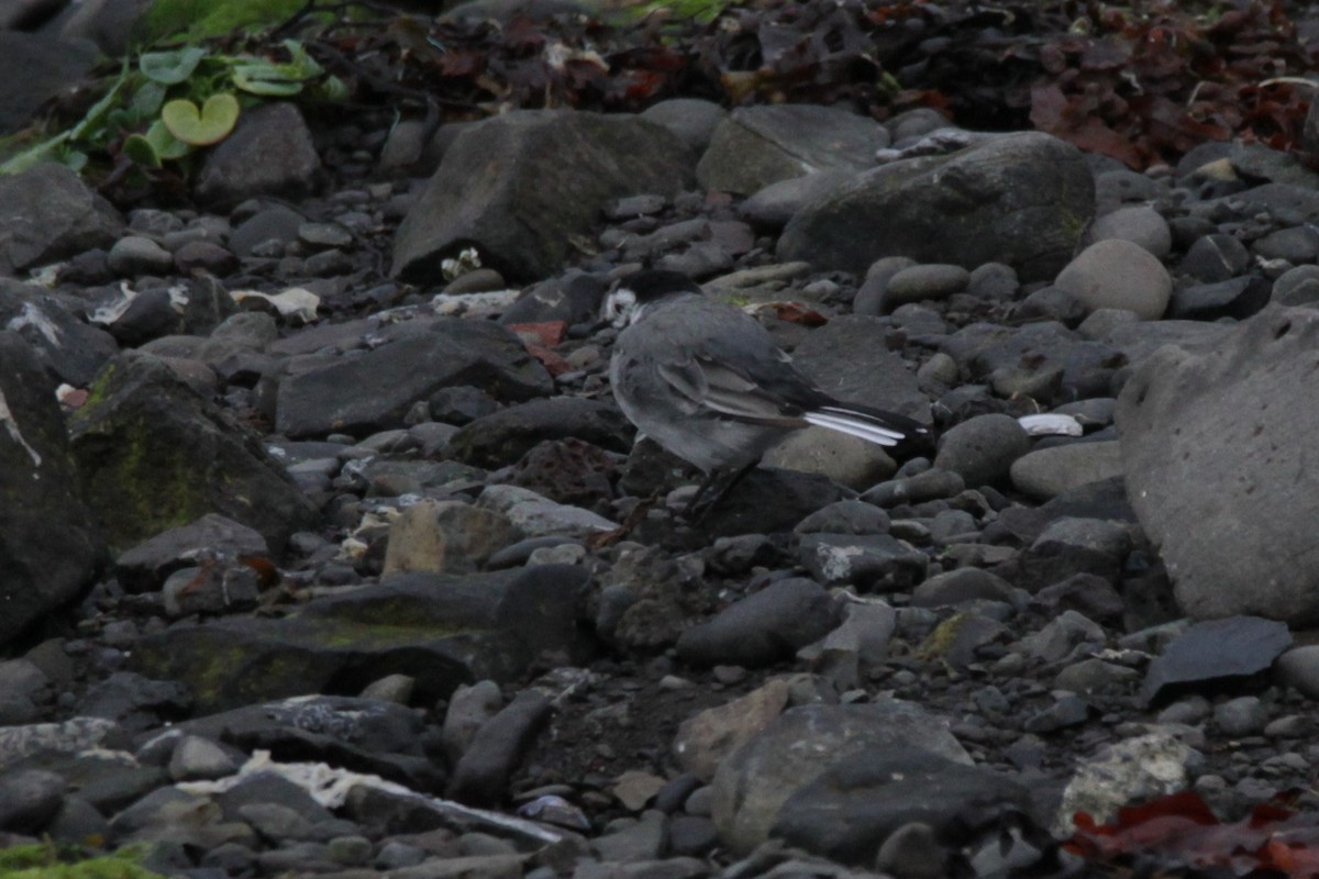 White Wagtail - Andy Dettling