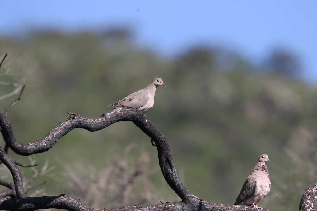 Mourning Dove - ML608779832