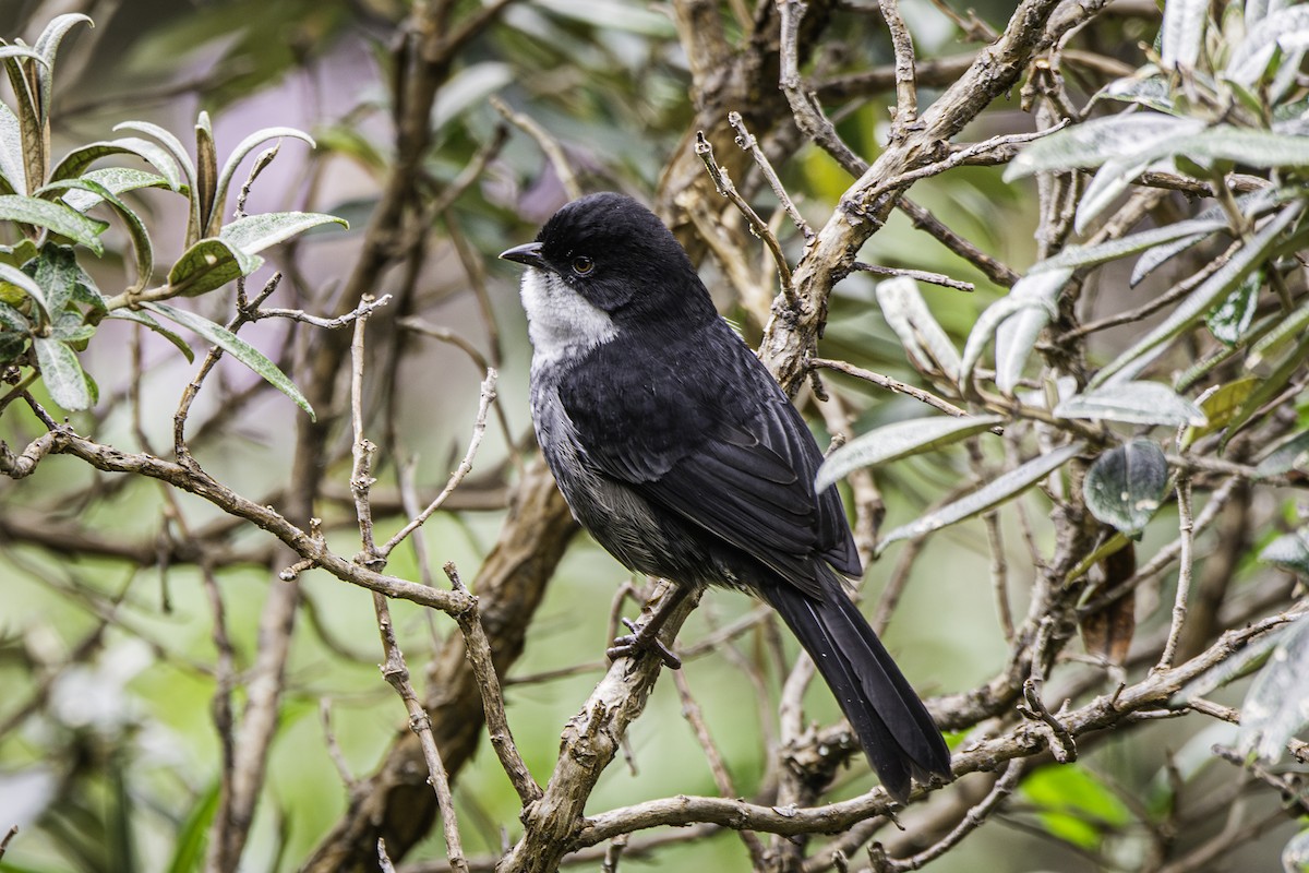 Black-backed Bush Tanager - David Bishop