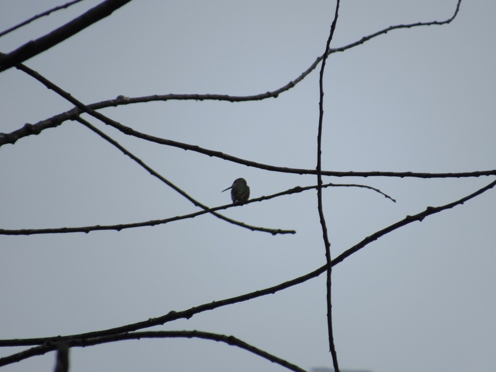 Ruby-throated Hummingbird - ML608779855