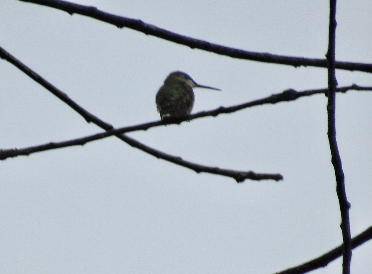 Ruby-throated Hummingbird - Mickey Ryan