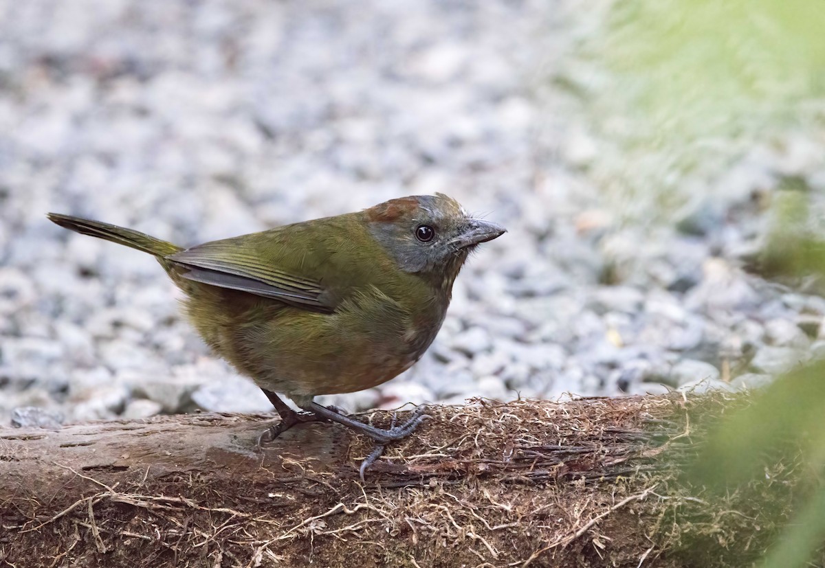 Rufous-naped Bellbird - ML608779871