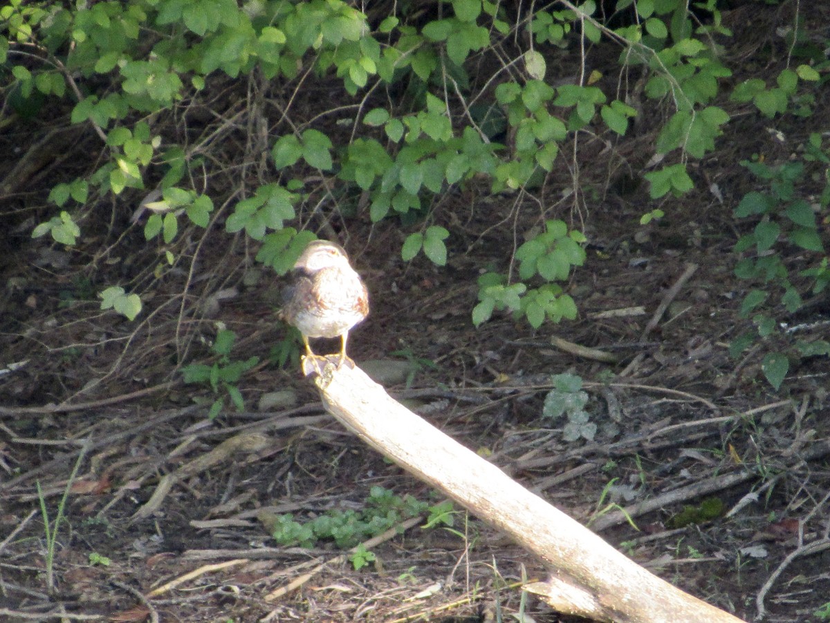 Wood Duck - ML608779881