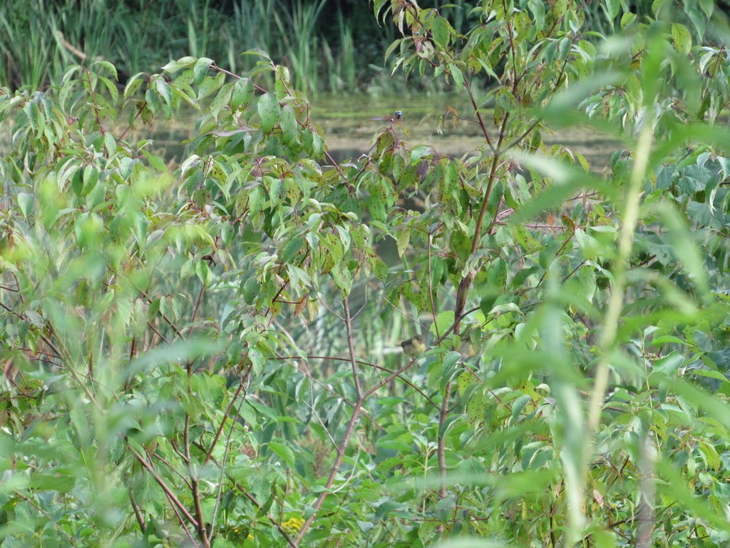 Common Yellowthroat - ML608779909