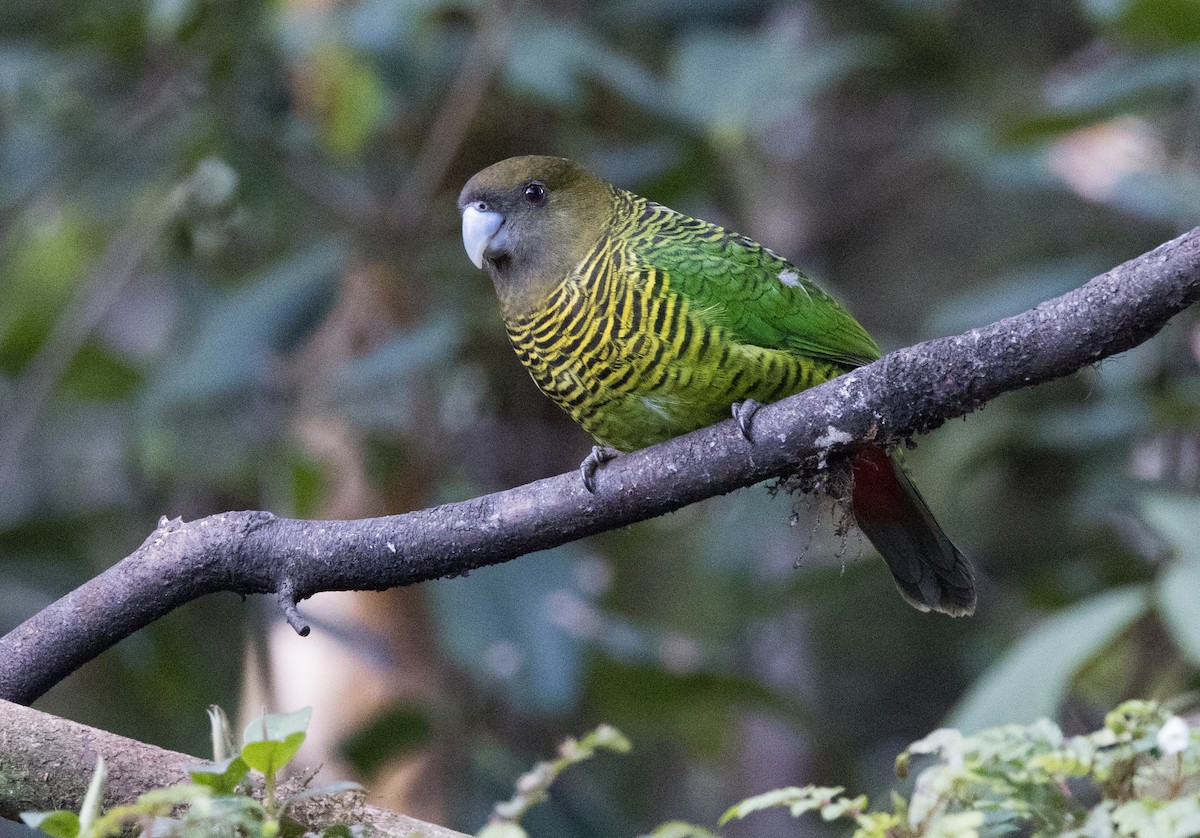 Brehm's Tiger-Parrot - ML608779948