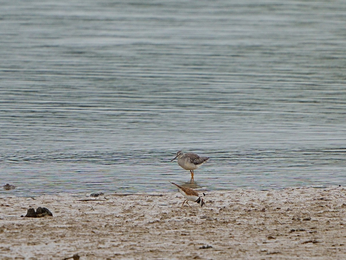 Greater Yellowlegs - ML608779950