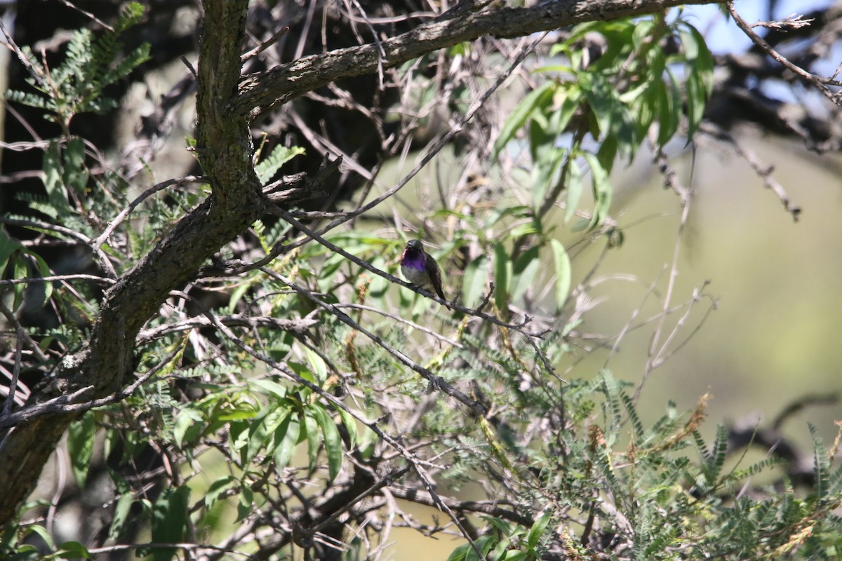 Lucifer Hummingbird - ML608779956