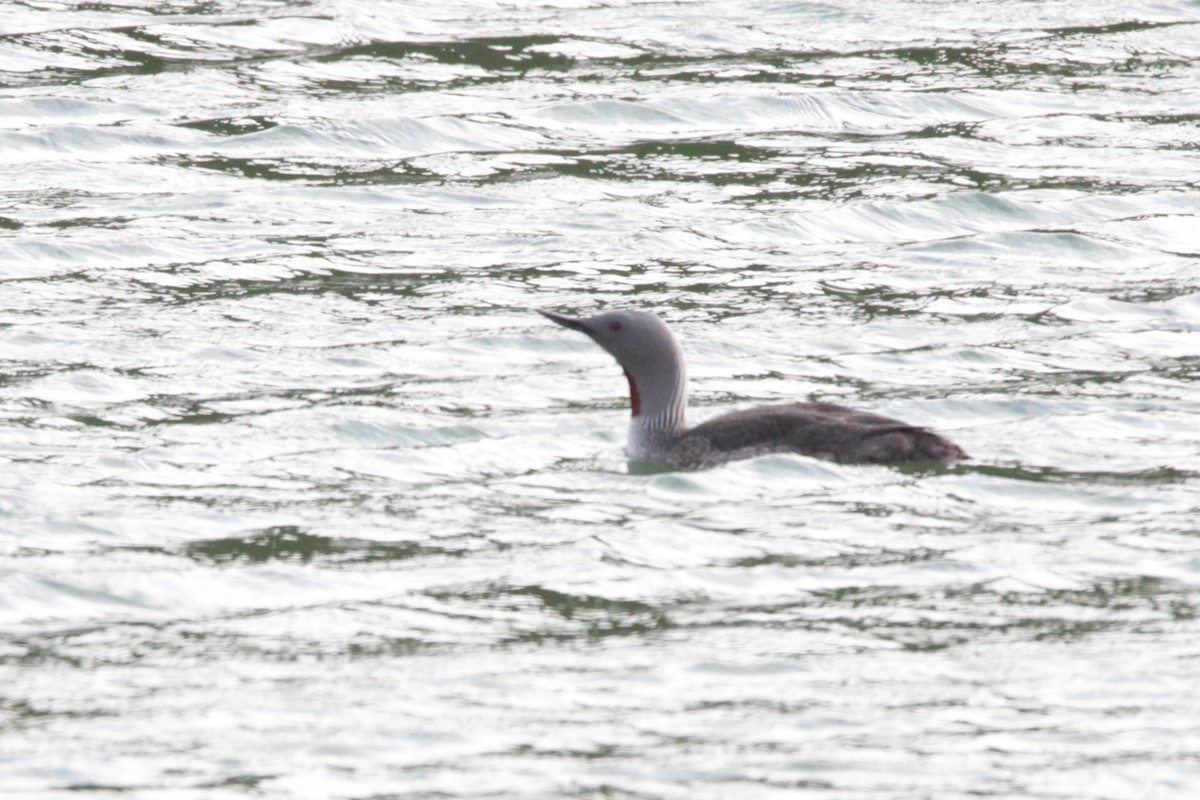 Red-throated Loon - ML608779985
