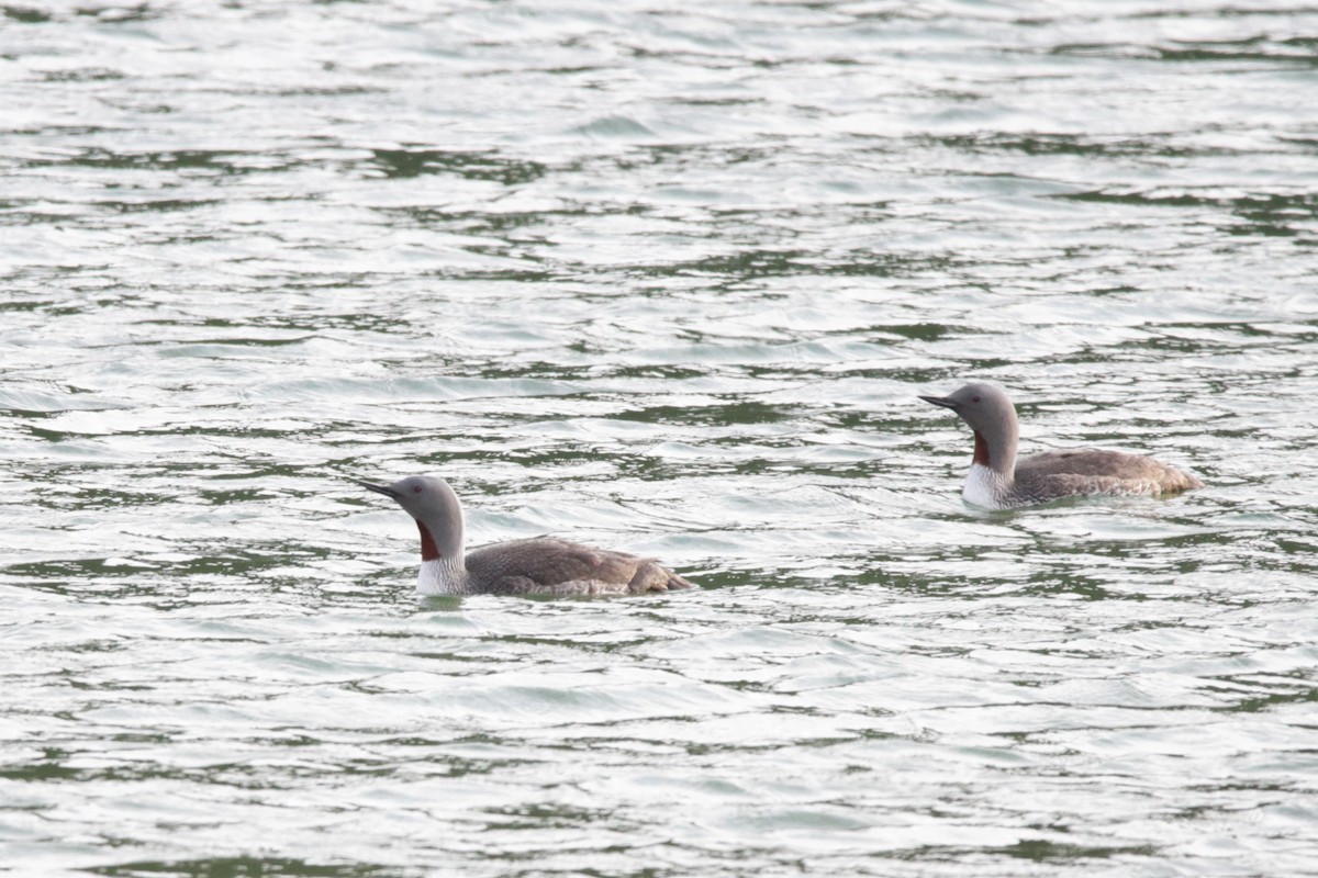 Red-throated Loon - ML608779987