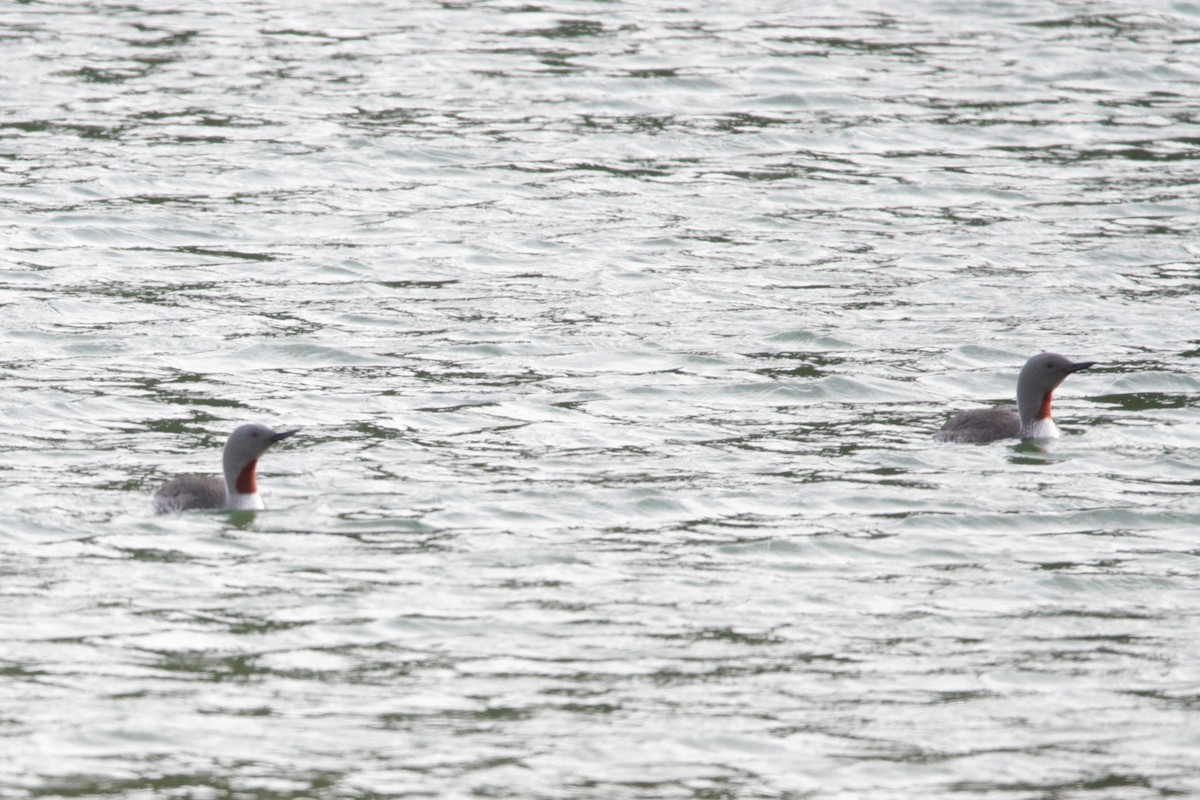 Red-throated Loon - ML608779989