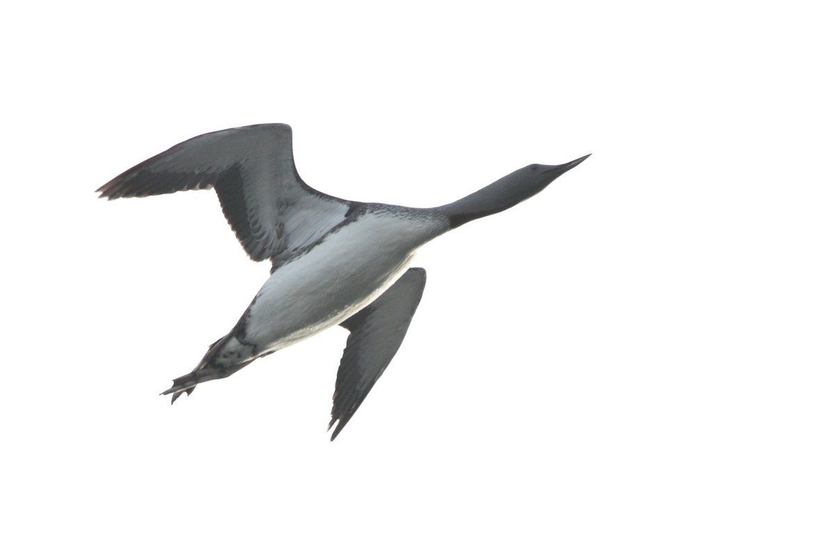 Red-throated Loon - ML608779990