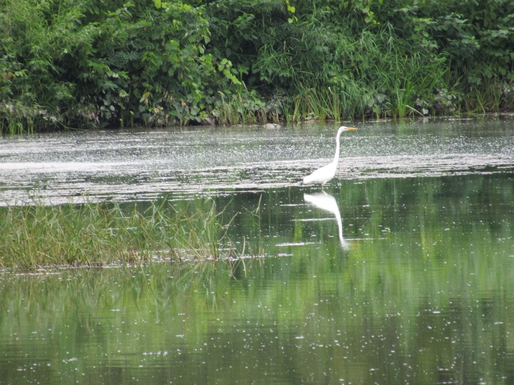 Great Egret - ML608780108