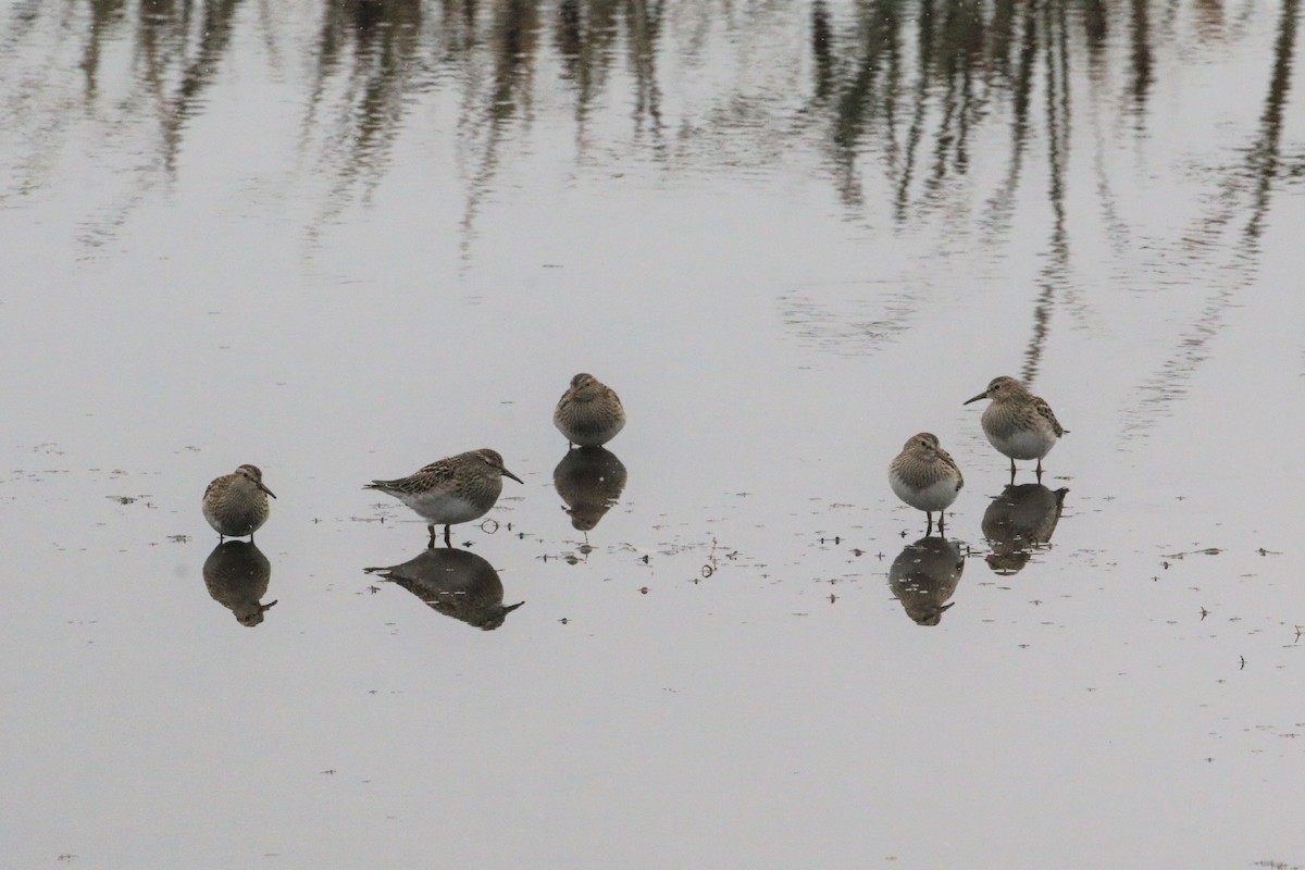 Pectoral Sandpiper - ML608780129