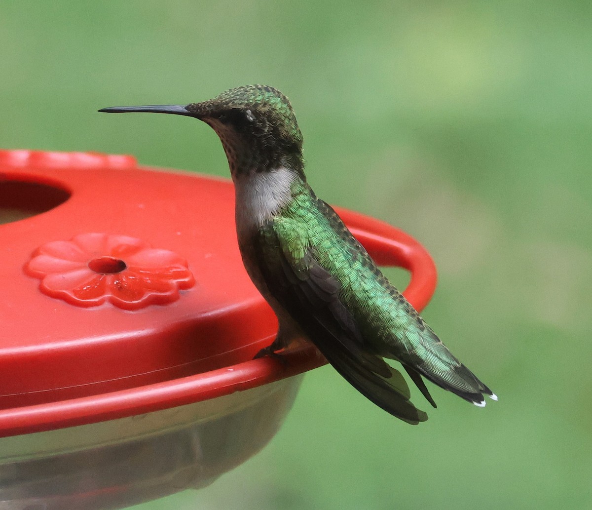 Ruby-throated Hummingbird - ML608780205