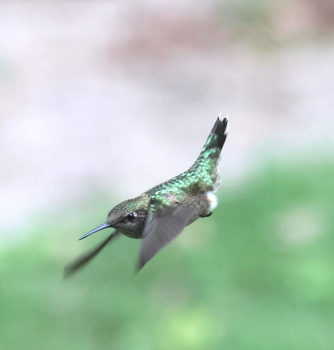 Ruby-throated Hummingbird - ML608780206