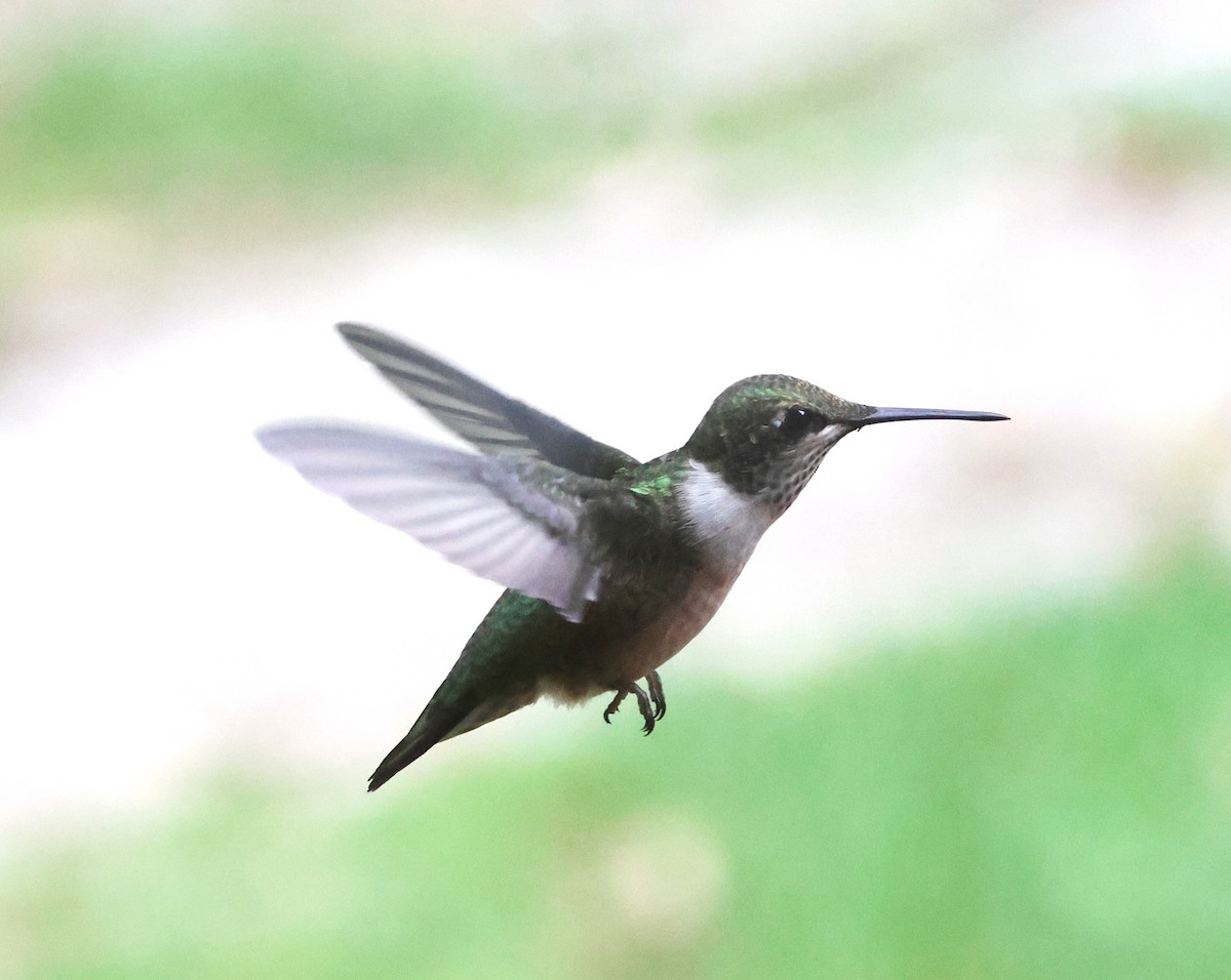 Ruby-throated Hummingbird - ML608780207