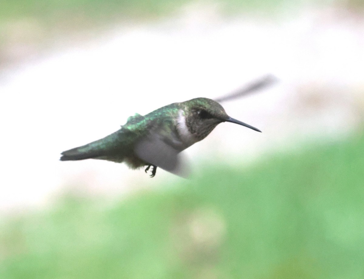 Ruby-throated Hummingbird - ML608780208