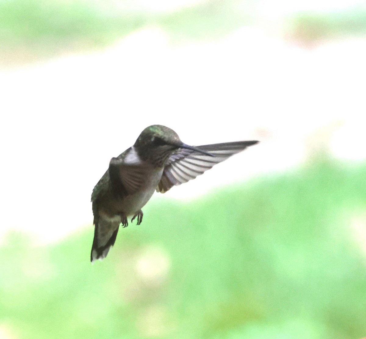 Ruby-throated Hummingbird - Bob  Crowley