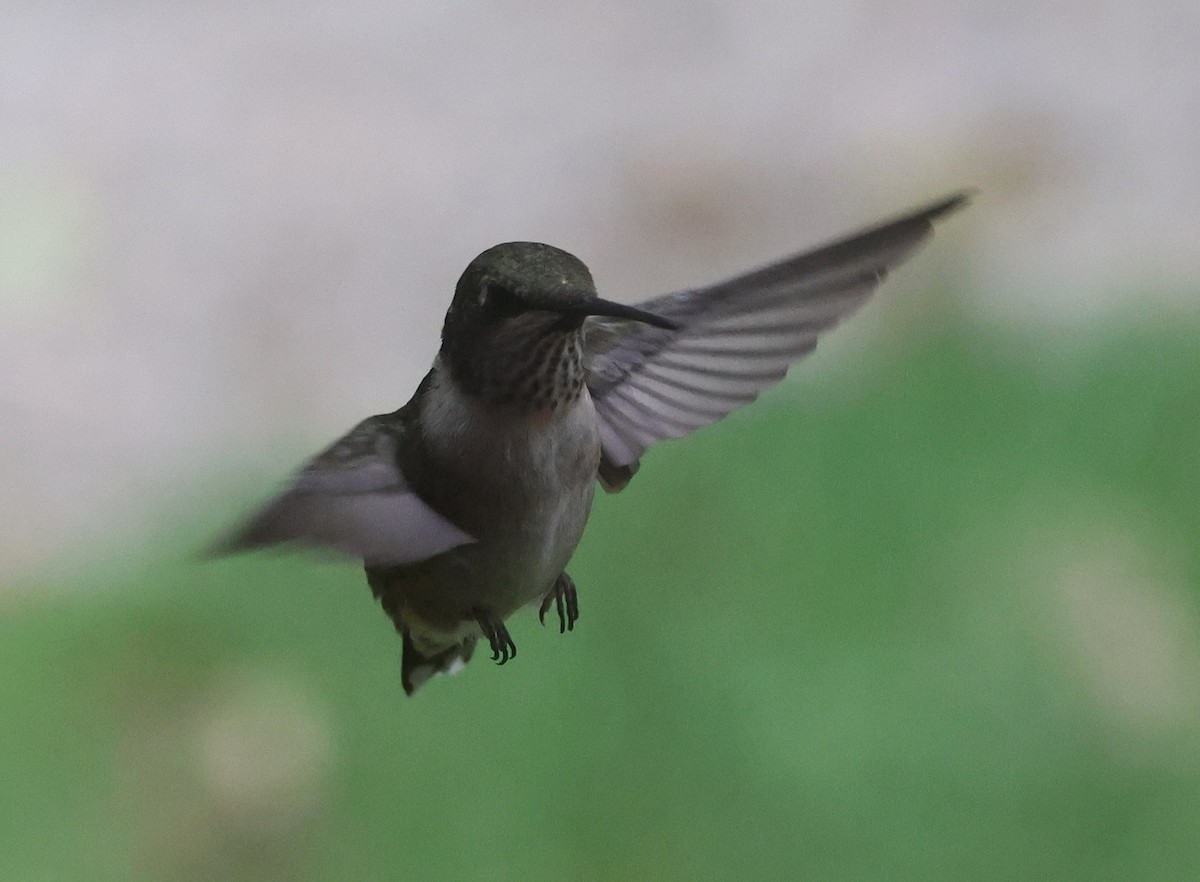 Ruby-throated Hummingbird - ML608780210