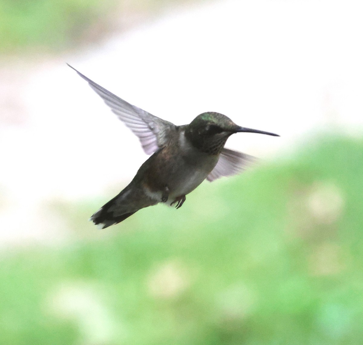 Ruby-throated Hummingbird - ML608780211