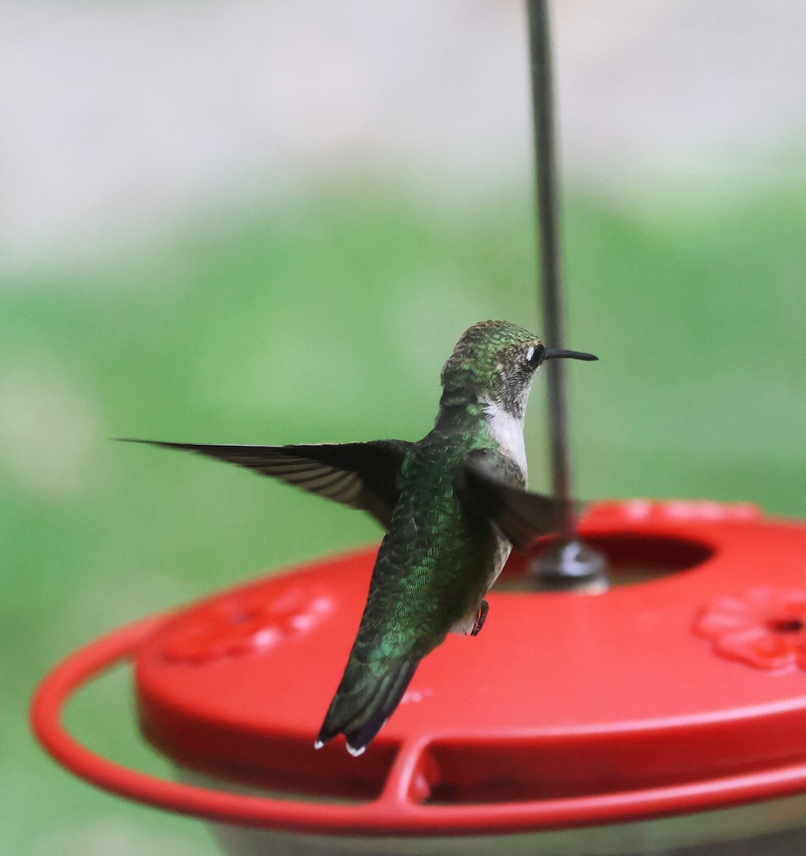 Ruby-throated Hummingbird - ML608780212