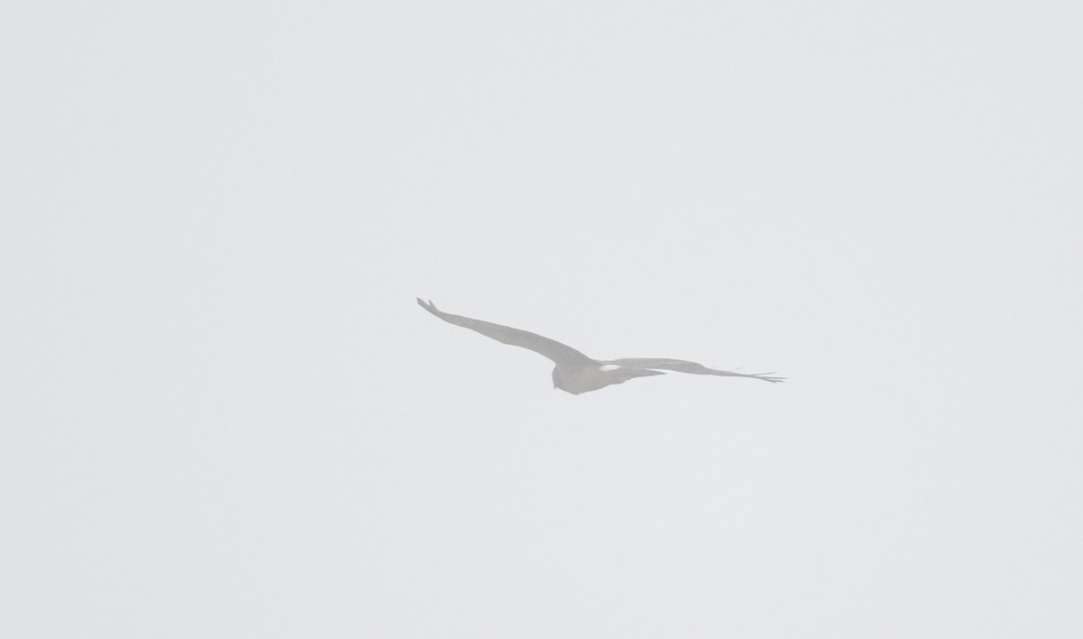 Northern Harrier - ML608780249