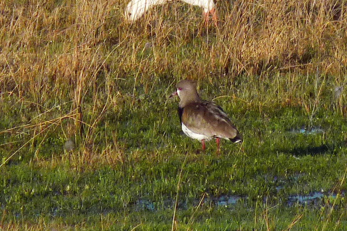 Southern Lapwing - Michelle  Delaloye