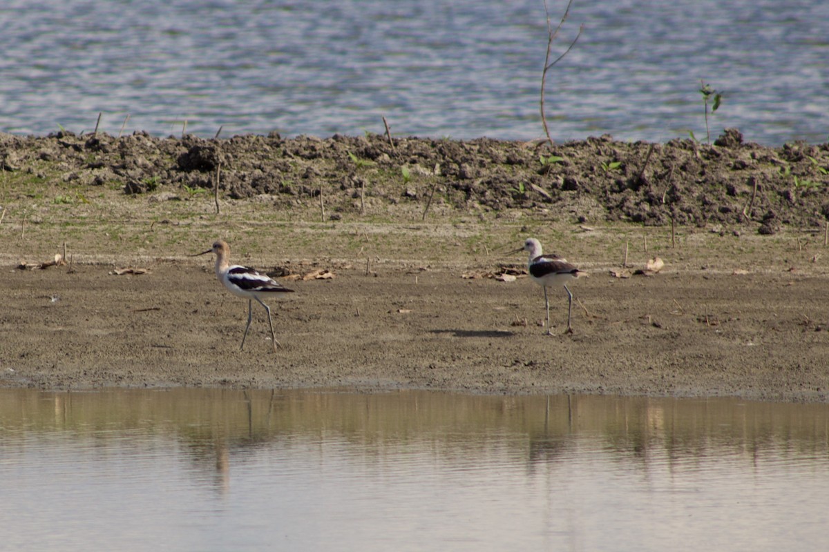 American Avocet - ML608780264