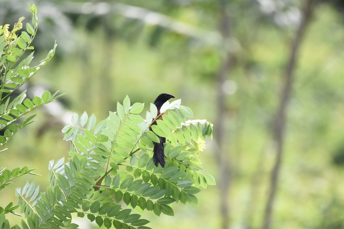 Lesser Coucal - ML608780281