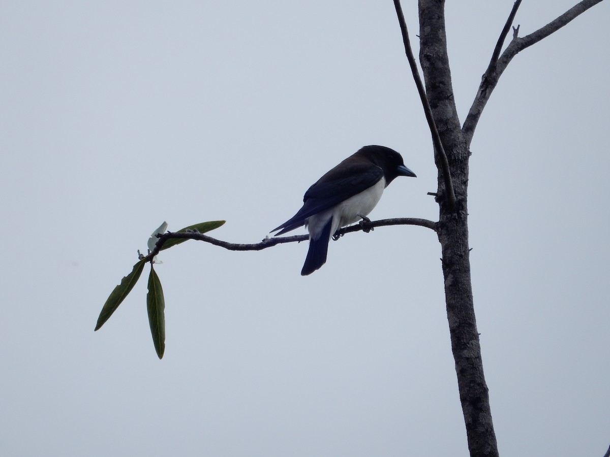 White-breasted Woodswallow - ML608780381
