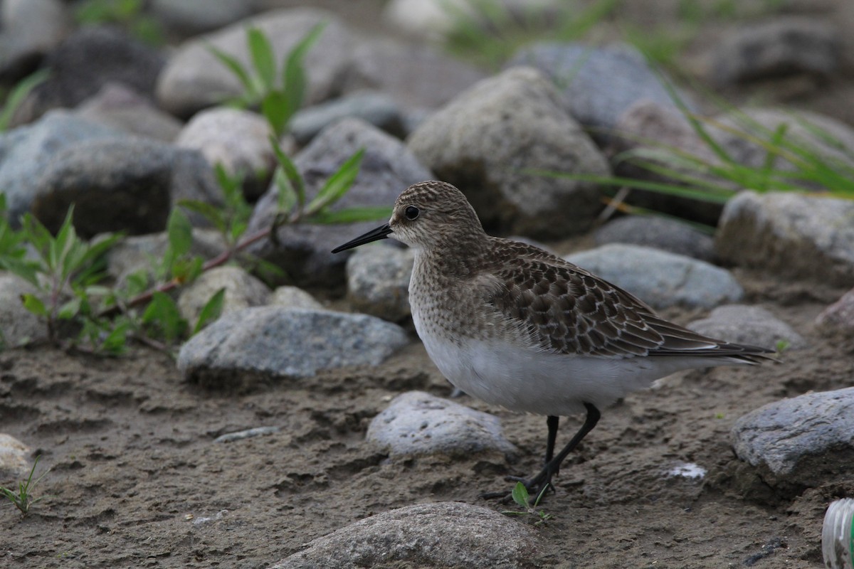 Baird's Sandpiper - ML608780383