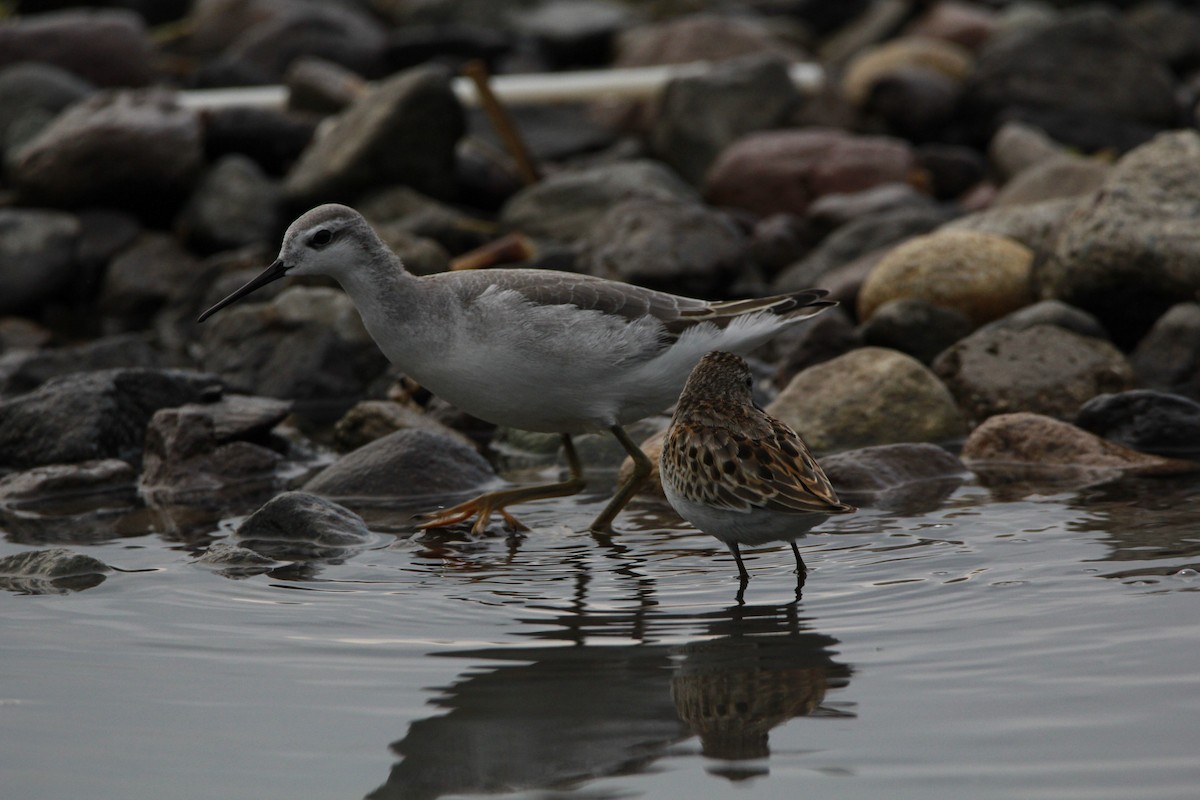 Wilson's Phalarope - ML608780507