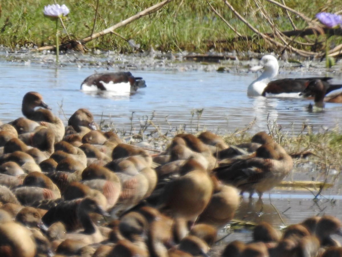 Radjah Shelduck - ML608780517