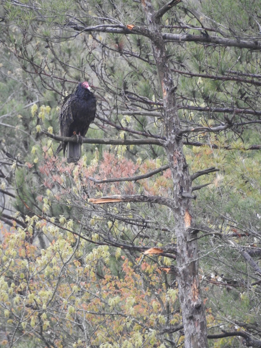 Turkey Vulture - ML608780607