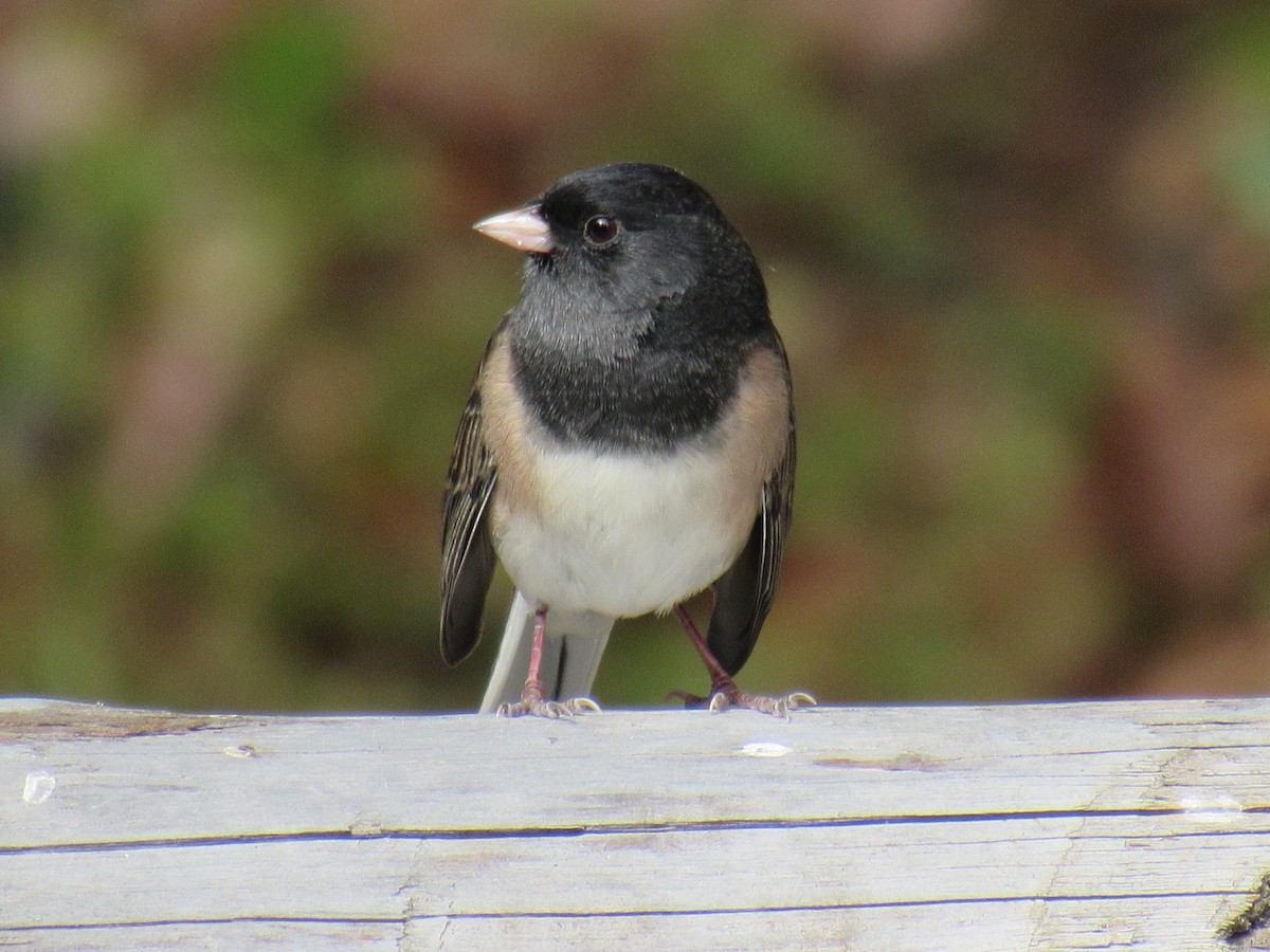 Dark-eyed Junco - ML608780630