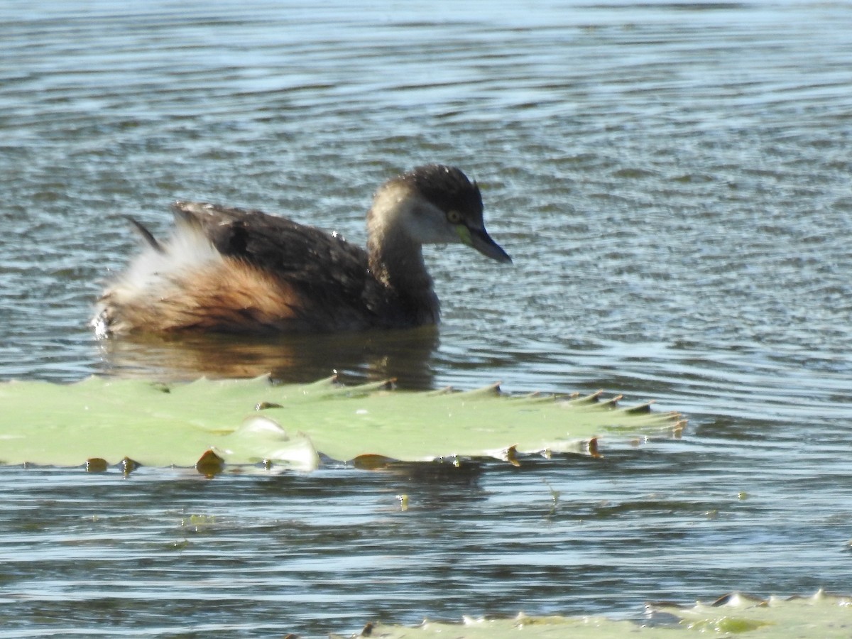 Australasian Grebe - ML608780645