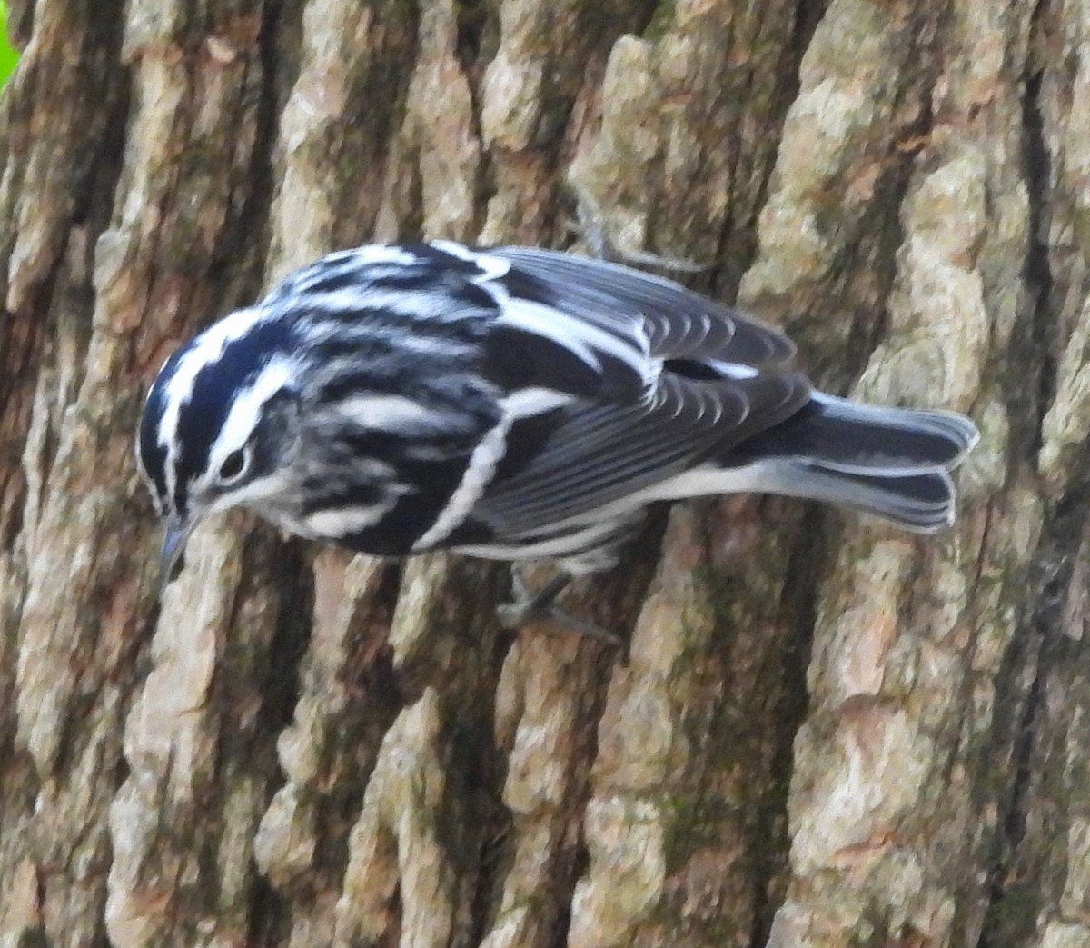 Black-and-white Warbler - ML608780690