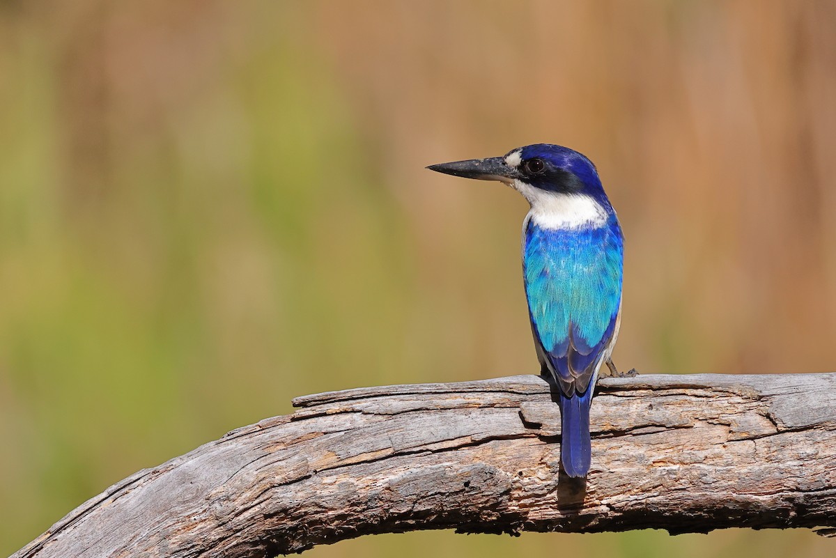 Forest Kingfisher - Tony Ashton