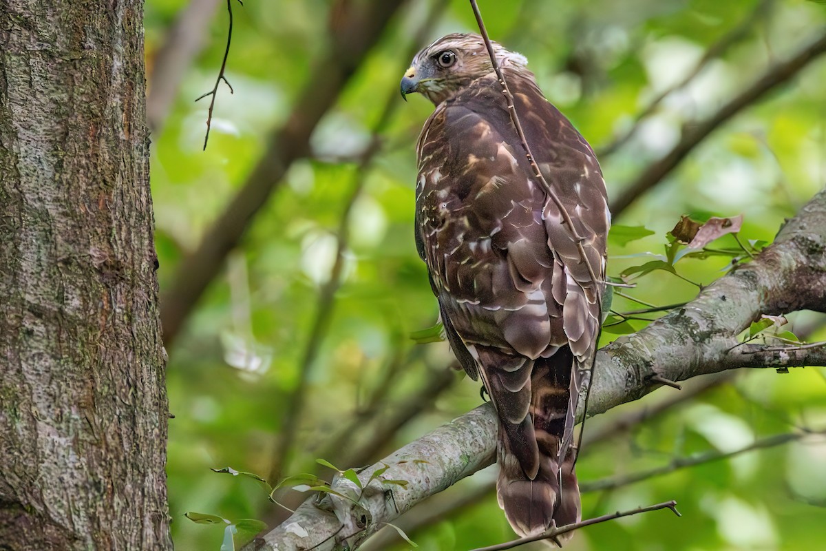 Red-shouldered Hawk - ML608780729