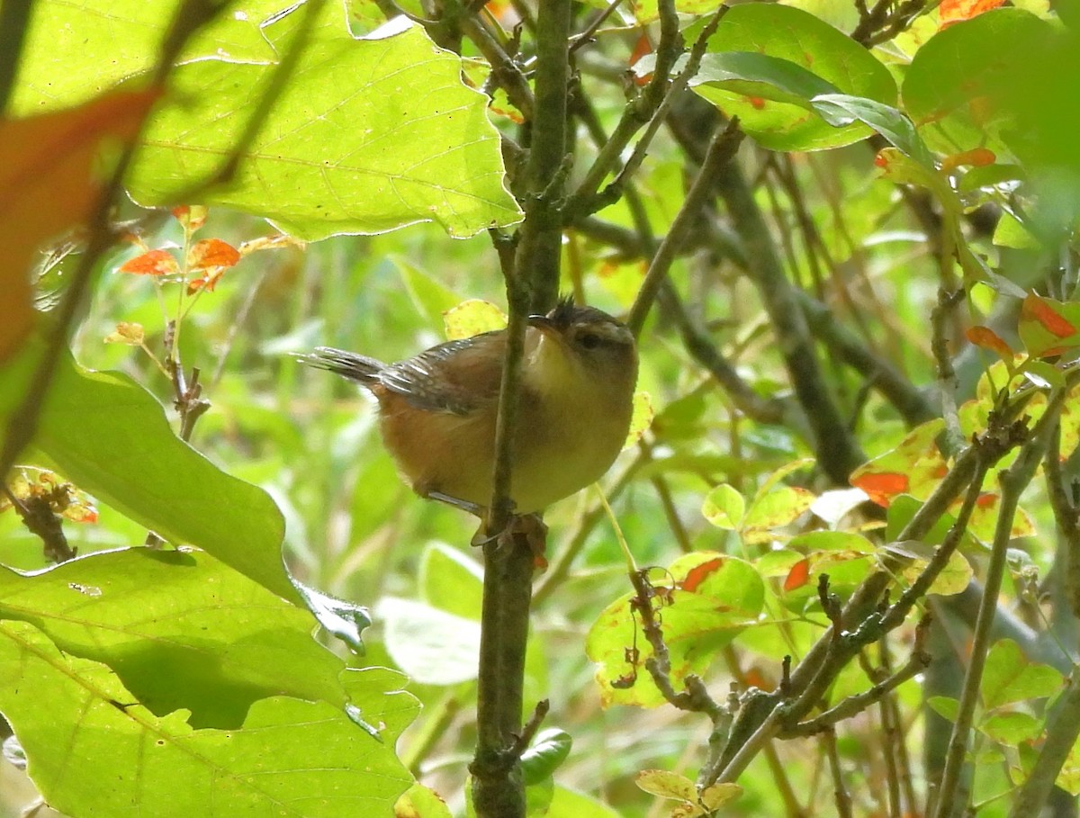 Marsh Wren - ML608780748