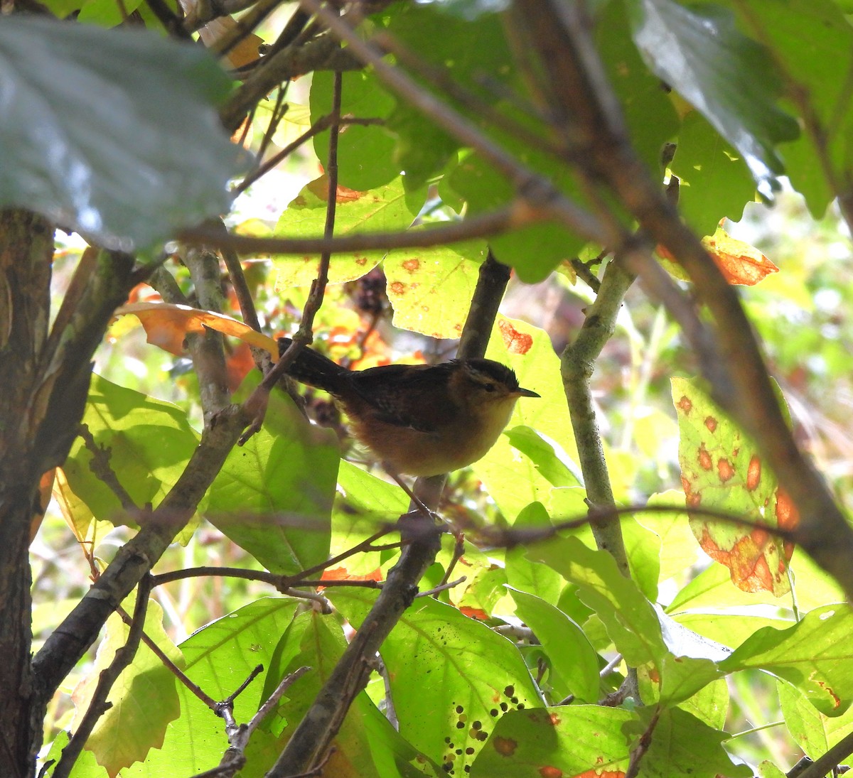 Marsh Wren - ML608780751