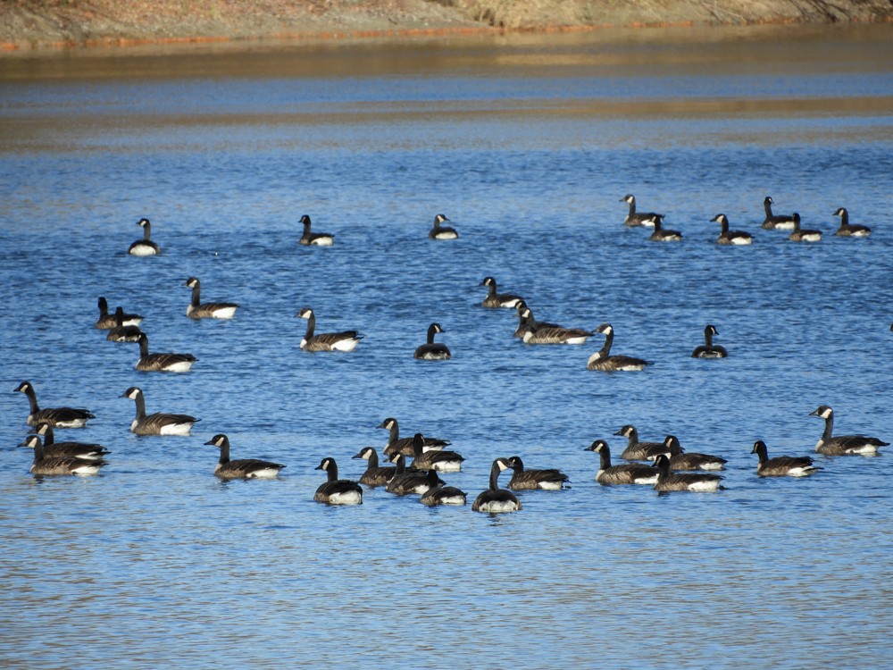 Canada Goose - Denis Corbeil