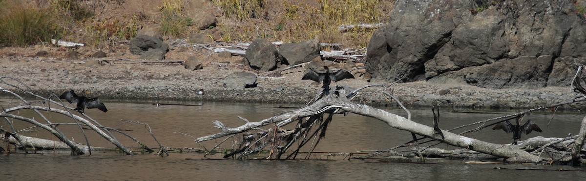 Cormorán Orejudo - ML608780817