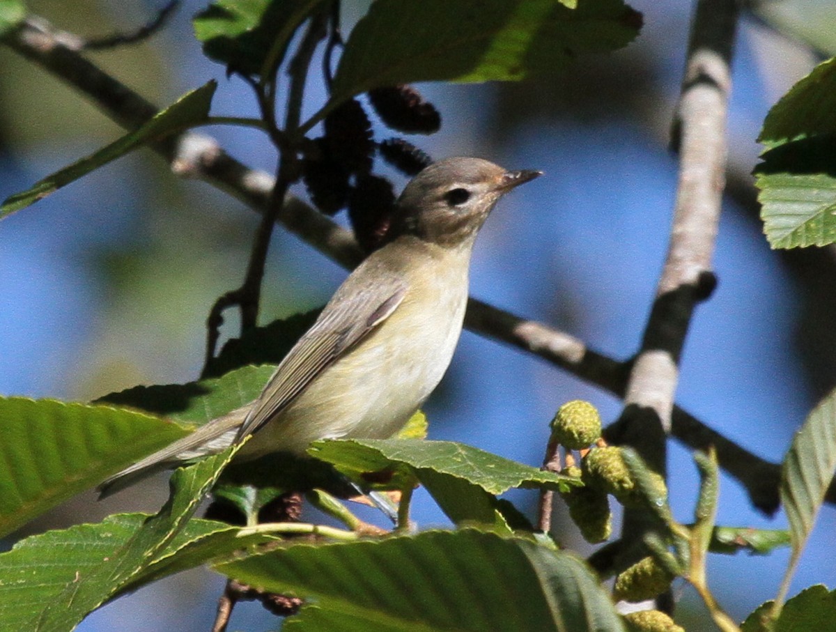 Vireo Gorjeador (grupo swainsoni) - ML608780828