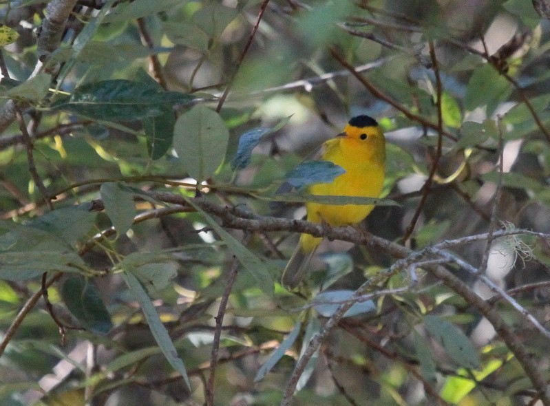 Wilson's Warbler - Tim Bray