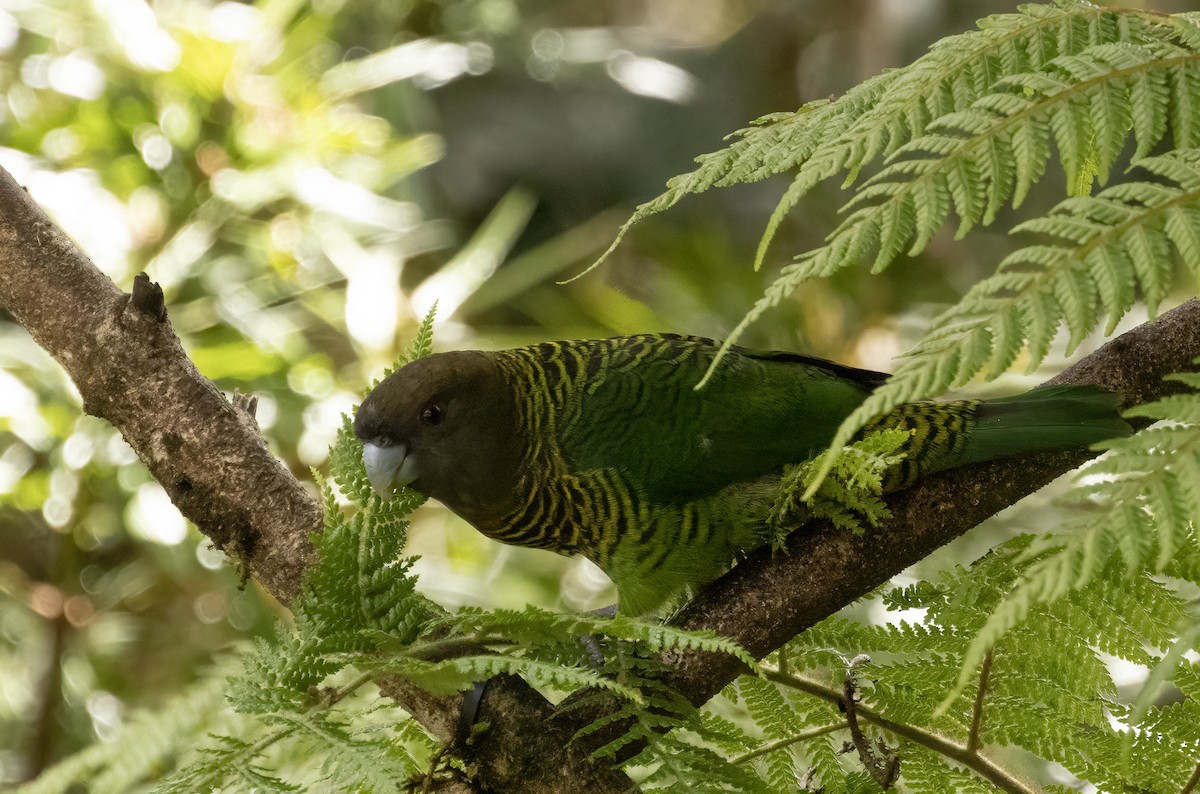 Brehm's Tiger-Parrot - ML608781010